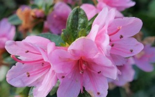 杜鹃花的落叶的原因，可能是浇水过多或出现肥害所致