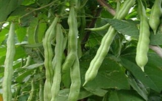 8月底适合种什么蔬菜，茼蒿、芥菜、菠菜等品种均可选择