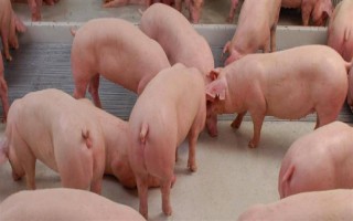 1到3个月的猪仔如何喂养，一个月后要进行断奶处理