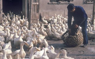养殖户对于饲料成本与饲养成本的误区，饲料成本越低越好是一种错误的想法