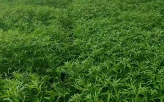 芦蒿怎么种植，选用良种可提高产量