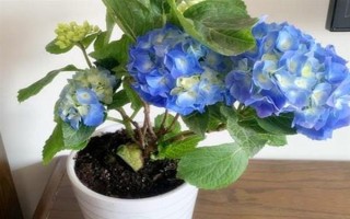 无尽夏花期能施肥吗，无尽夏花期不可施肥