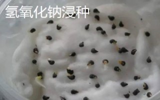 十个蔬菜药剂浸种方法，浸泡时间多为半小时