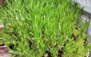 垂盆草怎么养殖,生长期间每隔半个月追施一次复合肥