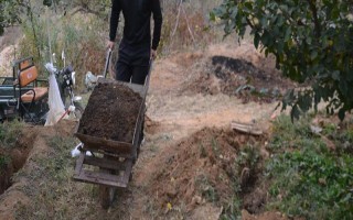 对果树使用未腐熟的有机肥有何害处,容易灼伤根系引发虫害