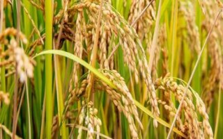 源两优356水稻品种简介，秧田亩播种量10.0千克