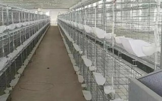 养鸽必需设备,需要巢盆、食槽、饮水器等设备