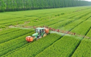 强筋小麦如何种植，管理重点在于预防小麦旺长和倒伏