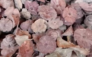 哪里可以买到铁篱笆种子，建议货比三家