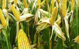 天塔5号玉米种子简介,中抗弯孢菌叶斑病和青枯病