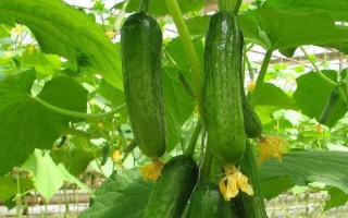 五月的应季蔬菜，有洋葱、土豆、冬瓜等