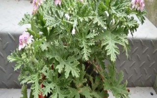 驱蚊草的养殖方法,生长需要充足的光线照