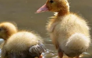 肉鸭育雏期饲养技术，选购的雏鸭大小基本要一致