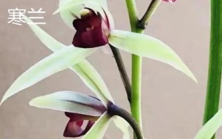 兰花的品种，各自的习性有所差异