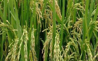 绥粳117水稻品种简介，糯稻品种