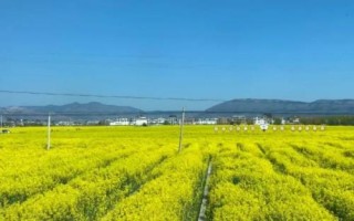 油菜农历什么时候播种，四月份或九月份播种