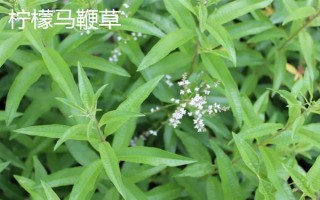 马鞭草有什么种类,分为柳叶马鞭草、柠檬马鞭草等品种