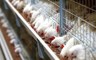 肉鸡和蛋鸡有什么区别，用途、饲养时间均不同