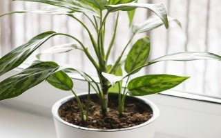 能否用椰糠种植白掌，保水和保肥性较好适合作为种植基质