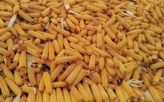 庆科玉1号玉米种的特征特性，生育期为144.8天