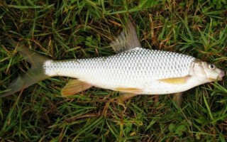 黄尾鱼简介，因尾鳍呈桔黄色而得名