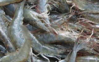 对虾的价格,一般在30-50元一斤