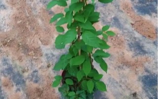 炮仗花的种植要求，放在光线明亮的地方养护