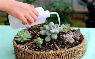 养殖多肉怎么配制土壤，一般用颗粒土和腐殖土搭配