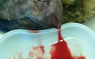 犬猫血肿临床症状，多见于软组织非开放性损伤