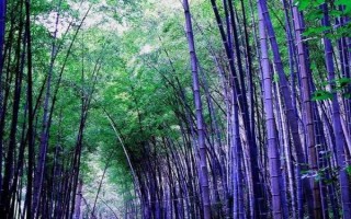 北方的大型竹子有哪些，常见的有毛竹、紫竹、金镶玉竹等