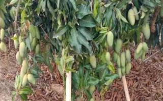 芒果栽种要点，开花期要提供充足的水分