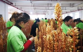 引种天麻要注意什么，当地的气候满足条件才能种植