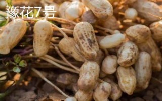 花生的价格,不同地区的售价各有区别