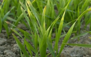 冬小麦半精量播种方法，造墒后按照3-5厘米的深度进行机播