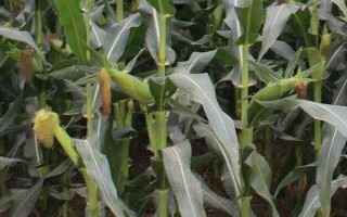 纪元101玉米种子特点,中抗小斑病和茎腐病