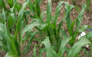 胜玉4号玉米种子特点，生育期127天左右