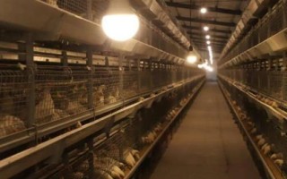 散养雏鸡要注意哪些事项，要灵活调整温度、湿度、光照、通风