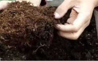 西府海棠如何养殖,适宜生长的温度在20℃左右