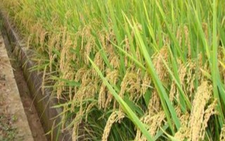 新丰2号水稻种子特征特性，每亩栽插1.7万穴左右