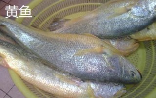 适合小孩吃的鱼有哪些，包括黄鱼、鲈鱼、鳜鱼等品种