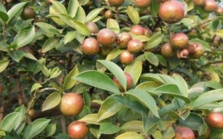 几月适合种油茶树,秋栽为宜