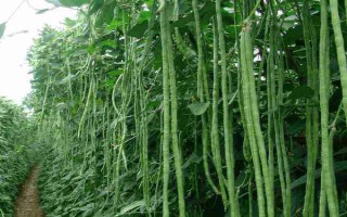 种豆角怎么施肥才能提高产量，幼苗期要追施1-2次人粪尿