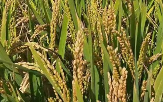 珞优9348水稻品种的特性,秧田亩播种量10公斤