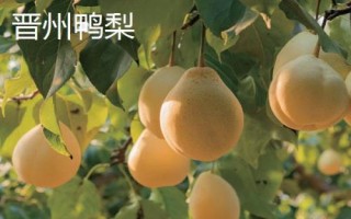 河北滦南县的特产,滦南花生被誉为东路花生