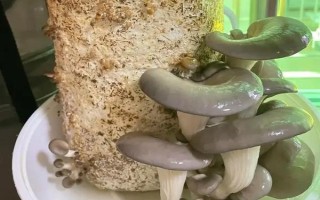 蘑菇菌包发霉了还能不能出菇，与感染的时期有关