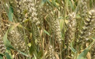 良星66小麦种子简介，中抗秆锈病