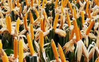 桓丰602玉米种子特征特性,夏播生育期102天
