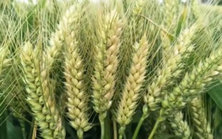 平安518小麦品种的特性,高抗叶锈病