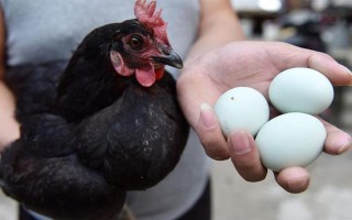 鸡下绿壳蛋的原因，是由它的品种和遗传基因决定的