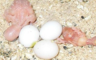 鹦鹉孵蛋的注意事项，要注意给它们增强营养